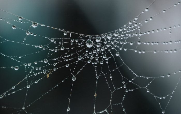 Close-up of a spider web with morning dew droplets, symbolizing pest presence in commercial buildings.