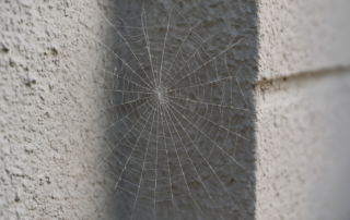 Spider web on a Kansas City commercial building wall, highlighting early spring pest activity that Ascent’s insect & pest control strategies help prevent.